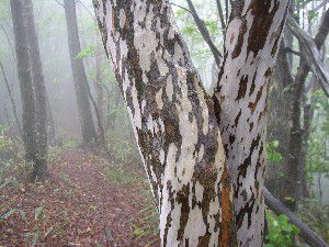 ガスの中を大鹿山へ
