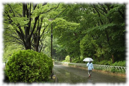 雨の三ツ池公園