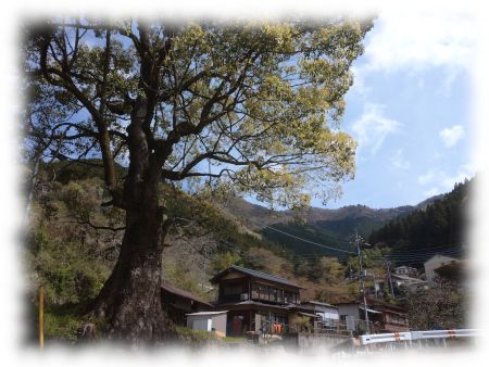 上野原市・軍刀利神社参道入り口のサイカチの木