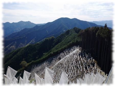 鶏鳴山との縦走路から望む笹目倉山
