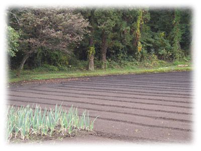 �É�u�R�R�[�̔�