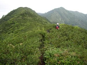 白砂山(奥)を目指してハイマツの稜線を行く
