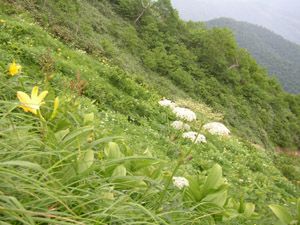 山頂直下のお花畑