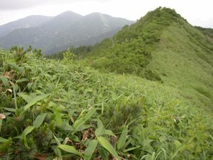 白砂山頂から、猛烈なヤブと聞く上信国境稜線を望む