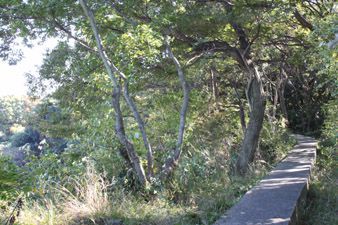 京急田浦駅から南郷公園の脇を通って達する尾根筋。コンクリ道のようなものが続く