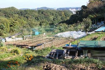山上の畑越しに横須賀市街を望見する