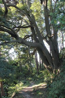 神奈川県の古木50にも選ばれているスダジイ