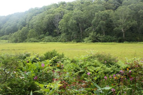 東屋から小さなお花畑越しに北ドブ湿原
