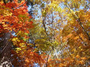 "三本杉"付近の紅葉