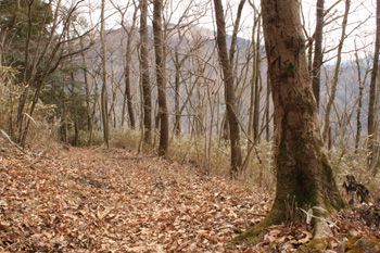 ようやく斜度が緩む。振り返れば大野山が全身を見せる。