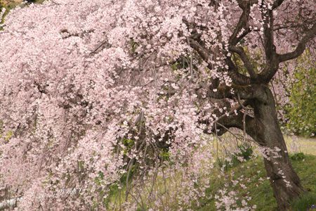 バス通りから眺める尺里川畔の桜