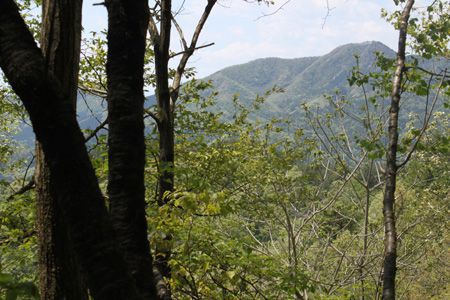 棚山を望む