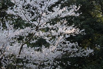 夕日に染まる門前の桜