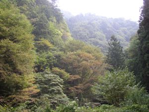 色づきだしていた木々