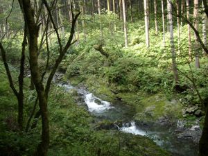 植林の下のナメ