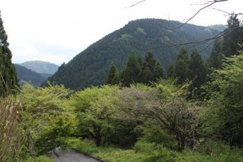 21世紀の森の檜採種場付近、奥はおそらく矢倉岳