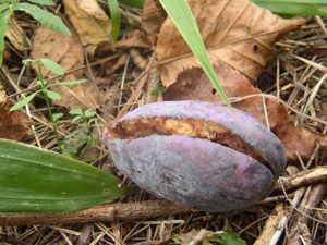 要害山に登る途中で見かけたアケビ