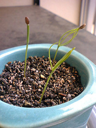 発芽6日目