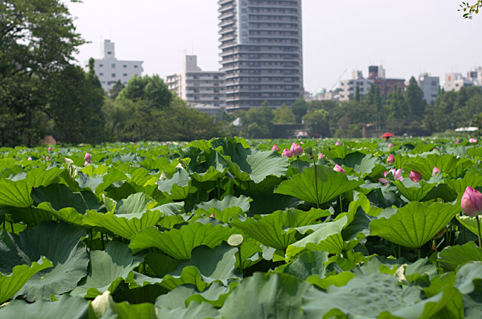 一面のハスの池