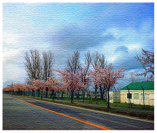 桜並木の一本道