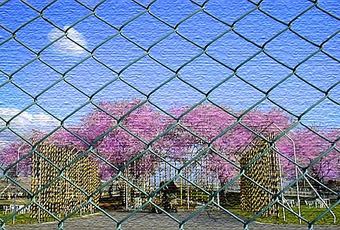 beyond the fence