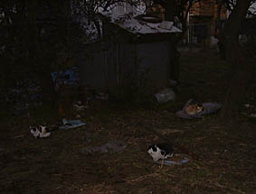 night-cats