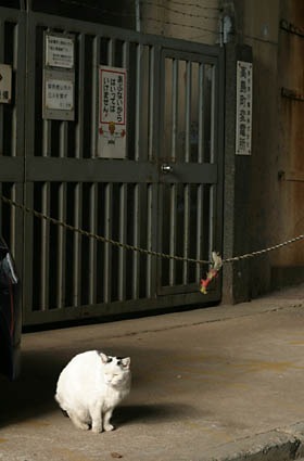 takashima-cho_neko_01