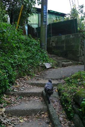 enoshima cat 2004/12/11