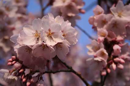koushin_cherry_blossoms 2005/04/16-17