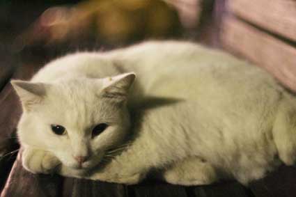 hanakoganei white-cat 2005/08/19