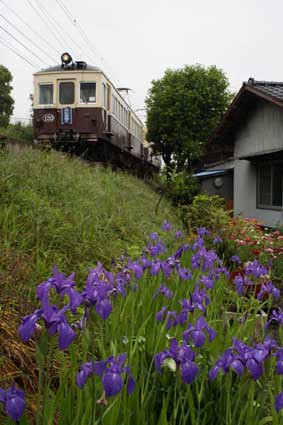 Koto-den with iris 2006/05/13