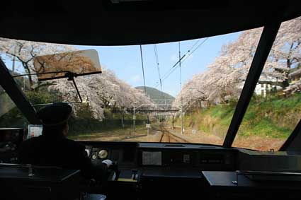 Cherry Blossoms at Yamakita-st. 2006/03/29