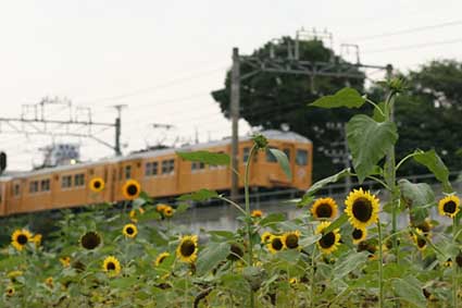 Soh-tetsu MONI-2000 with Sunflower 2006/07/31