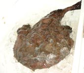 アンコウ