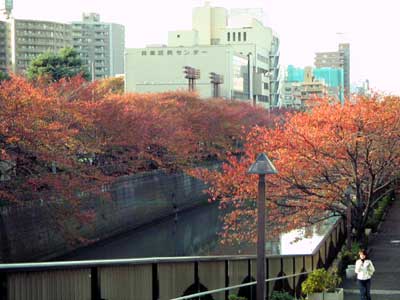 目黒川