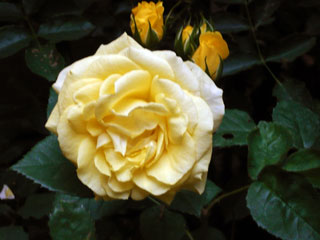 薔薇空間