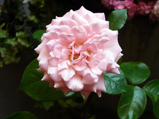 薔薇空間