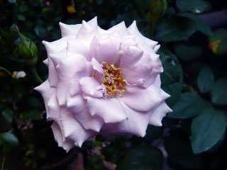 薔薇空間