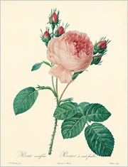 薔薇空間