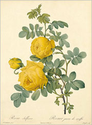 薔薇空間