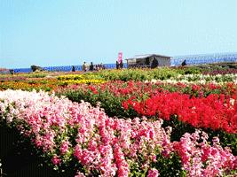 ���Ԕ��̎ʐ^