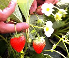 �C�`�S�̃A�b�v