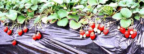 �C�`�S���Ȃ��Ă�ʐ^