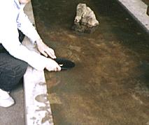 ��񂪂��̎ʐ^