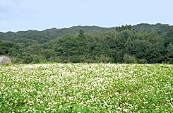 ���Δ��̎ʐ^