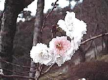 �����̎ʐ^