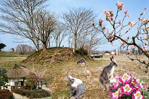 �����u�˂̎ʐ^