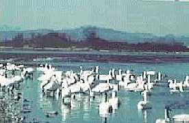 �����򗈎��̎ʐ^