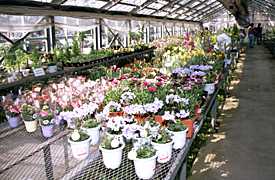 ���������̎ʐ^