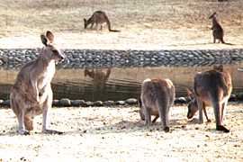 �J���K���[�̎ʐ^